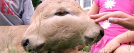 گوساله دو سری که نزدیک به دو ماه است زنده مانده [تماشا کنید]