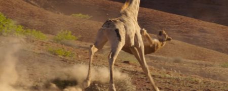 در جدال میان یک ماده شیر و یک زرافه کدامیک پیروز می شود؟ [تماشا کنید]