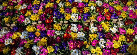 گشتی پاییزی در بازار گل شهید محلاتی