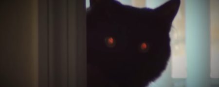 گربه ها می توانند از این ۷ راه شما را بترسانند [تماشا کنید-زیرنویس فارسی]