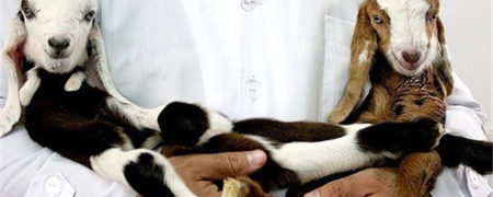 از «رویانا» تا «شنگول» و «منگول»؛ گزارشی از حیوانات شبیه سازی شده در ایران