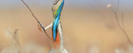 ۱۴ تصویر زیبا و برگزیده مسابقات «لحظات بامزه طبیعت» ۲۰۱۶