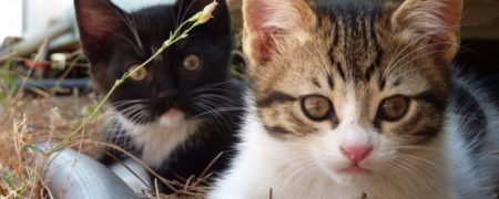 چرا گربه ها از دیدن خیار در پشت سر خود این همه وحشت می کنند؟ [تماشا کنید]