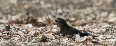 ویدیویی از مجموعه «سیاره زمین ۲» که وایرل شد؛ فرار دیدنی یک بزمجه از دست مارهای گرسنه [تماشا کنید]