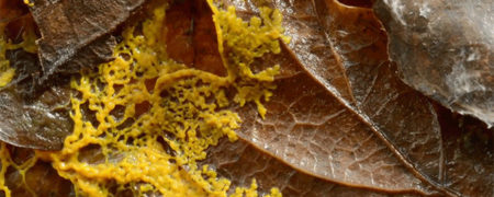 تایم لپسی جالب که چگونگی گسترش کپک لجنی بر روی اجسام را نشان می دهد [تماشا کنید]