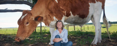 بزرگترین گاو جهان؛ حیوان غول پیکری که ۱۸۸ سانتیمتر قد و ۱ تن وزن دارد