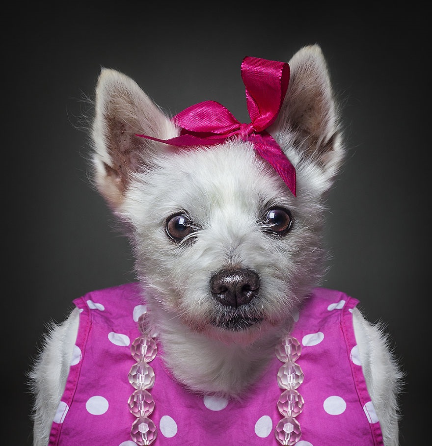 تصاویر زیبا و خلاقانه ای که سگ ها را در لباس انسان ها نشان می دهند