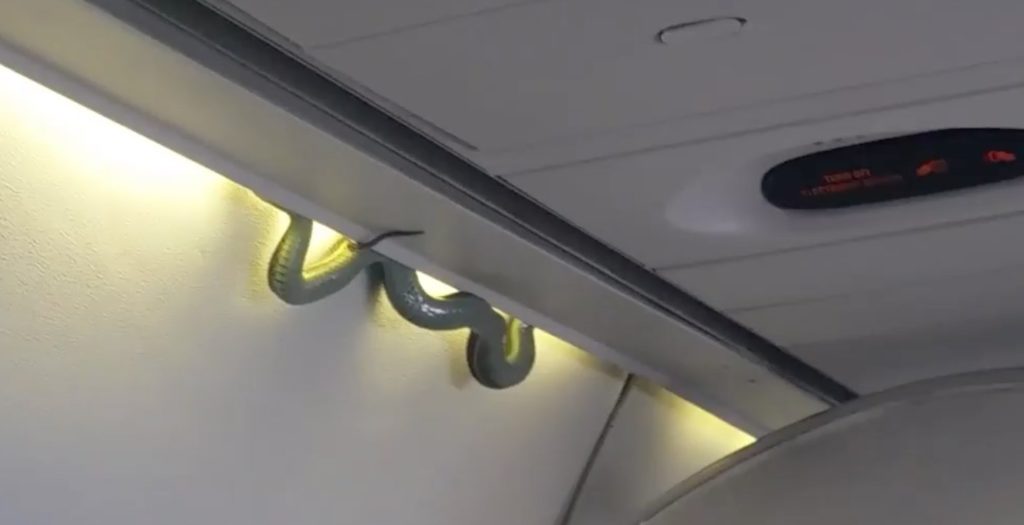 مار در هواپیما؛ وحشت مسافران از دیده شدن این جانور در یکی از پروازهای خطوط هوایی مکزیک [تماشا کنید]