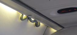 مار در هواپیما؛ وحشت مسافران از دیده شدن این جانور در یکی از پروازهای خطوط هوایی مکزیک [تماشا کنید]