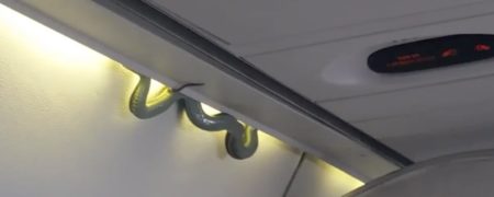 مار در هواپیما؛ وحشت مسافران از دیده شدن این جانور در یکی از پروازهای خطوط هوایی مکزیک [تماشا کنید]