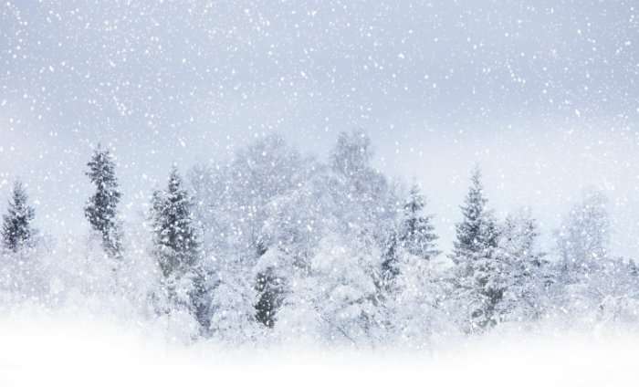 wallpaper-winter-snow-tree-blizzard-snowstorm-desktop-wallpaper-kzxoxo-clipart-w700