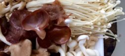 فواید شگفت انگیز مصرف قارچ در وضعیت سلامت که جوامع پزشکی را نیز متعجب کرده است