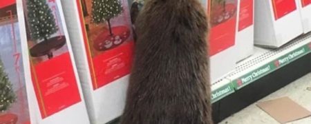 دستگیری یک سگ آبی هنگام سرقتِ درخت کریسمس مصنوعی از فروشگاه