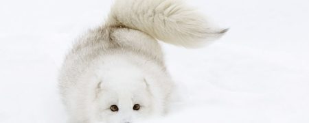 نگاهی به تصاویر بسیار جالب و دوست داشتنی روباه ها در زمستان