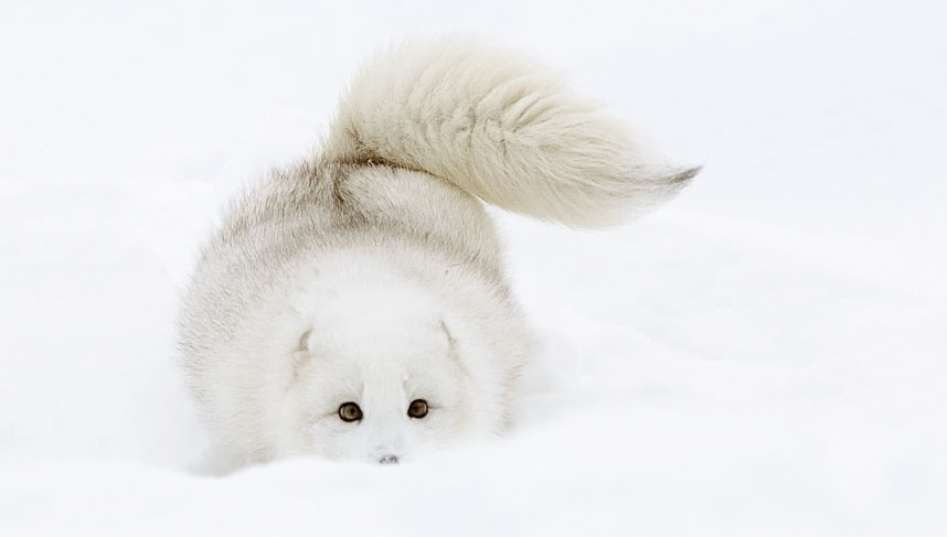 نگاهی به تصاویر بسیار جالب و دوست داشتنی روباه ها در زمستان