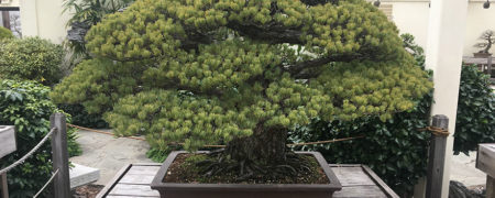 بن سای ۳۹۱ ساله ای که حتی از فاجعه بمباران هسته ای هیروشیما جان سالم به در برده است