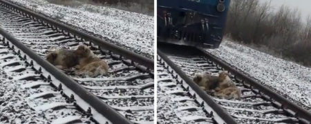 ویدئویی که نشان دهنده دوستی بی دریغ حیوانات است [تماشا کنید]