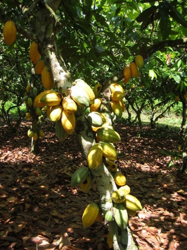 دانه های کاکائو درون یک پوسته ضخیم که روی ساقه درخت رشد می کند، شکل می گیرند.