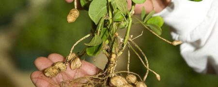 ۲۹ میوه و سبزیجاتی که احتمالا هرگز نمی دانستید اینگونه رشد می کنند