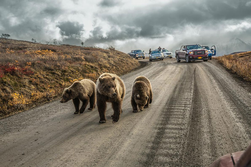 37- یک خرس گریزلی مادر به همراه دو توله خود در میانه جاده پارک دینالی در حال حرکت است و تردد ماشین ها در این جاده اختصاصی را متوقف کرده است. این جاده فقط 5 روز در تابستان هر سال برای وسایل نقلیه شخصی باز می شود.