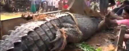 پیدا شدن یک کروکودیل عظیم الجثه ۵ متری در کانال آبی در سری لانکا [تماشا کنید]