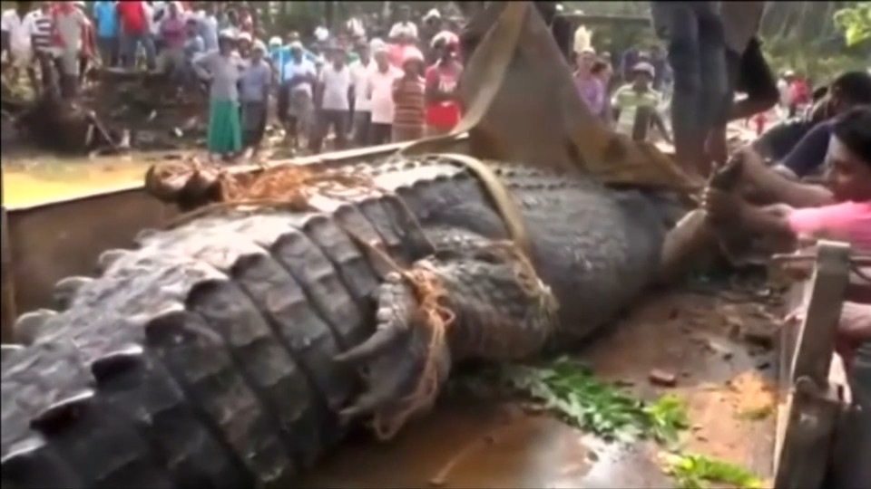 پیدا شدن یک کروکودیل عظیم الجثه ۵ متری در کانال آبی در سری لانکا [تماشا کنید]