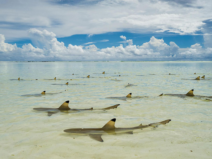 44- کوسه ماهی های باله سیاه در میان آب های گرم منتظر مانده اند تا جزر و مد آب، دریاچه مرجانی Aldabra Atoll را پر آب کند.