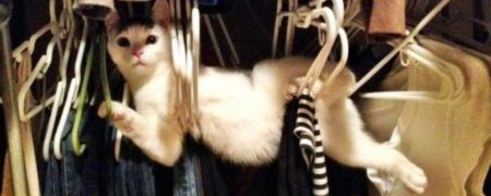 نگاهی به تصاویر خنده دار حیواناتی که تصور نمی کردند صاحبانشان زودتر از موعد به خانه بازگردند