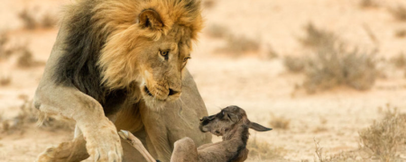 آثار برگزیده مسابقه عکاسی حیات وحش ۲۰۱۶؛ اثبات مهربانی طبیعت در عین توحش آن