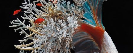 نگاهی به نقاشی های بی نظیر و واقعیت گونه ی یک هنرمند از ماهی ها