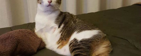 گربه زیبایی که به خاطر شرایط خاص به گربه کانگورویی مشهور شده است