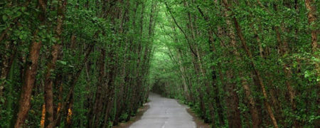 با جنگل گیسوم، بهشت شمال ایران آشنا شوید