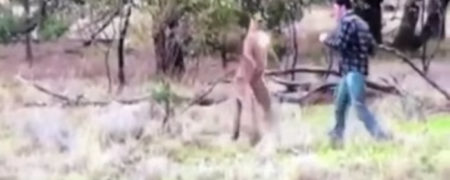 ویدیویی که پر مخاطب شد؛ مبارزه یک مرد استرالیایی با یک کانگورو [تماشا کنید]