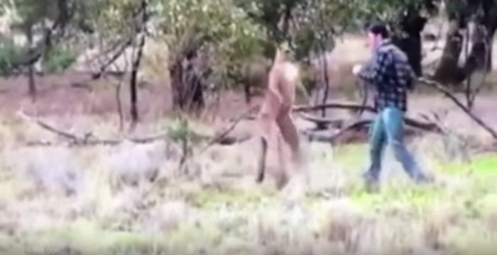 ویدیویی که پر مخاطب شد؛ مبارزه یک مرد استرالیایی با یک کانگورو [تماشا کنید]