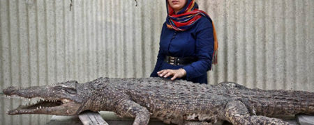 مژگان روستایی؛ اولین پرورش دهنده کروکودیل در خاورمیانه