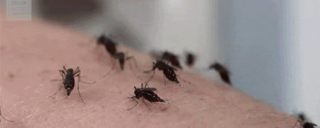 تجربه گزیده شدن توسط ۳۰ پشه به صورت همزمان [تماشا کنید]