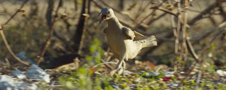 وقتی که صدای انسان ها به شکل خنده داری با صدای حیوانات در مستند سیاره زمین ۲ جایگزین می شود [تماشا کنید]