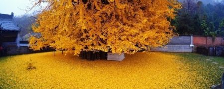 ریزش برگ های زرد درخت ۱۴۰۰ ساله چینی یکی از جاذبه های گردشگری این کشور است