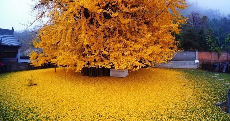 ریزش برگ های زرد درخت ۱۴۰۰ ساله چینی یکی از جاذبه های گردشگری این کشور است