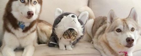 نگاهی به تصاویر گربه ای که توسط یک هاسکی نجات یافته و خیال می کند یک سگ بزرگ و شجاع است