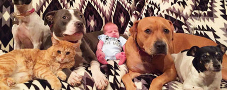 استقبال بسیار گرم حیوانات خانگی یک زوج از نوزاد جدید خانواده