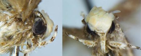 نامگذاری حشره جدیدی به نام «دونالد ترامپ»، رئیس جمهور منتخب آمریکا