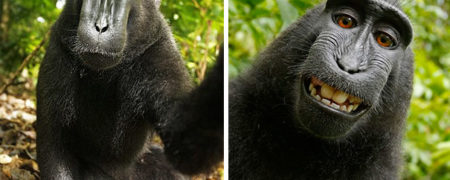 نگاهی به جالب ترین سلفی های حیوانات در حیات وحش