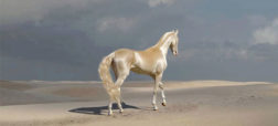 آخال تکه؛ زیباترین و بی نظیرترین نژاد اسب در دنیا