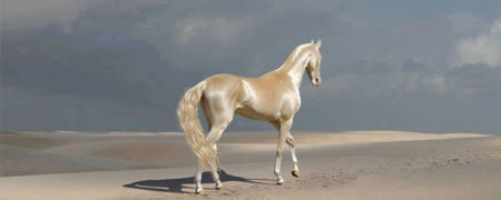 آخال تکه؛ زیباترین و بی نظیرترین نژاد اسب در دنیا