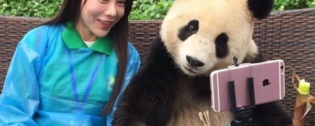 پاندای چینی که مهارت فراوانی در گرفتن سلفی با گردشگران دارد