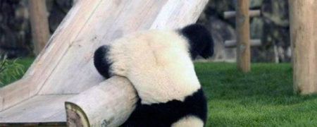 نگاهی به بیش از ۳۰ واکنش جالب و خنده دار حیوانات