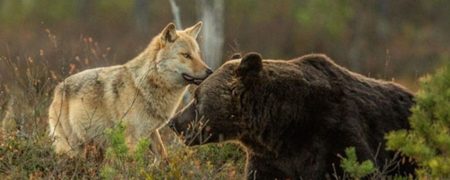 به تصویر کشیده شدن دوستی عجیب خرس و گرگ توسط یک عکاس فنلاندی