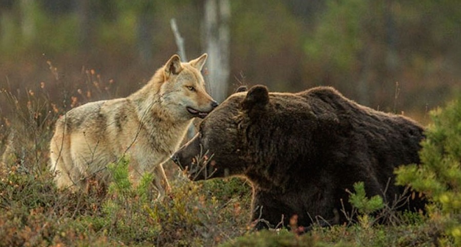 به تصویر کشیده شدن دوستی عجیب خرس و گرگ توسط یک عکاس فنلاندی