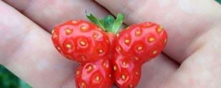 میوه هایی که با شکل عجیب و غریب خود هر یک یادآور موضوعی هستند